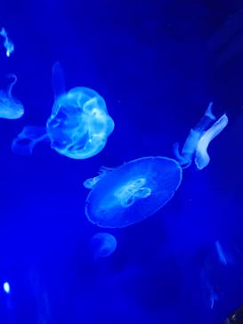 サンシャイン水族館に投稿された画像（2022/10/22）