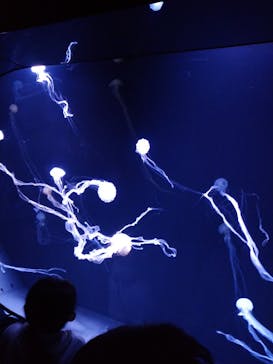 サンシャイン水族館に投稿された画像（2022/10/22）