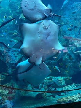 大分マリーンパレス水族館 「うみたまご」に投稿された画像（2022/10/22）