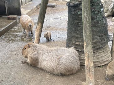伊豆シャボテン動物公園に投稿された画像（2022/10/22）