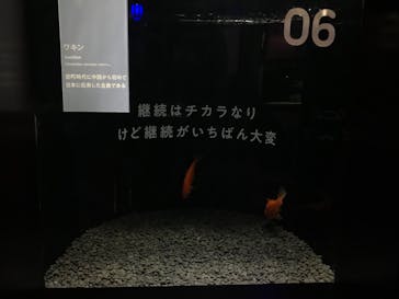 横浜開運水族館 フォーチュンアクアリウムに投稿された画像（2022/10/22）