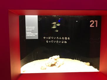 横浜開運水族館 フォーチュンアクアリウムに投稿された画像（2022/10/22）
