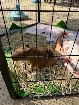 しろとり動物園に投稿された画像（2022/10/22）