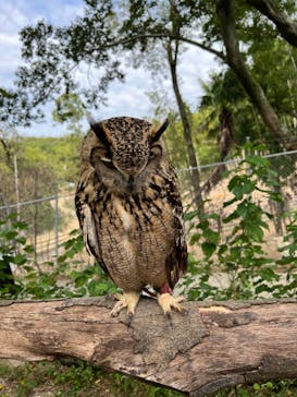 しろとり動物園に投稿された画像（2022/10/22）