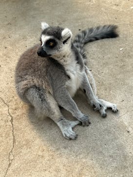 しろとり動物園に投稿された画像（2022/10/22）