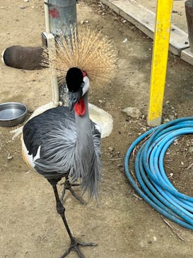 しろとり動物園に投稿された画像（2022/10/22）