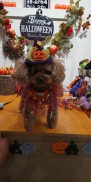 世界の名犬牧場に投稿された画像（2022/10/22）