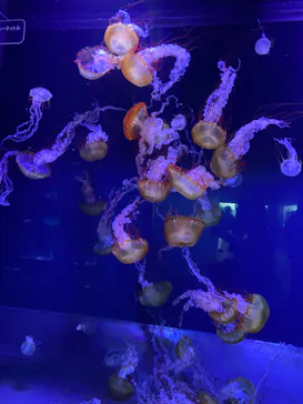 すみだ水族館に投稿された画像（2022/10/22）