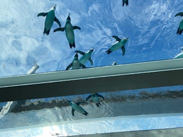 九十九島動植物園森きららに投稿された画像（2022/10/22）