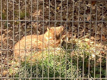 九十九島動植物園森きららに投稿された画像（2022/10/22）