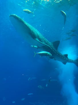 沖縄美ら海水族館に投稿された画像（2022/10/22）