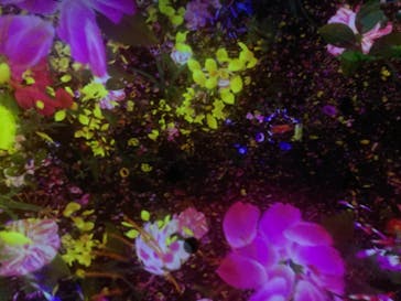 チームラボプラネッツ TOKYO DMMに投稿された画像（2022/10/22）