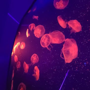 新江ノ島水族館に投稿された画像（2022/10/22）