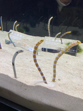 京都水族館に投稿された画像（2022/10/22）