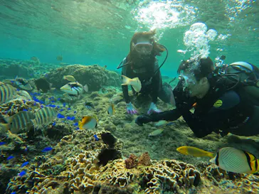 武藤潜水に投稿された画像（2022/10/23）