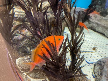 しながわ水族館に投稿された画像（2022/10/23）