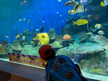 しながわ水族館に投稿された画像（2022/10/23）