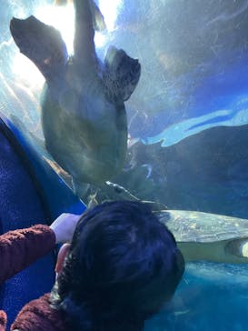 しながわ水族館に投稿された画像（2022/10/23）