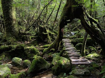 屋久島ガイドクラブに投稿された画像（2022/10/23）
