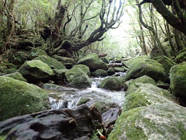 屋久島ガイドクラブに投稿された画像（2022/10/23）