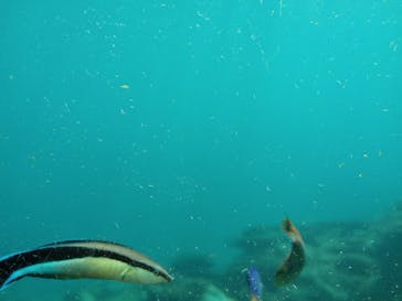 串本海中公園水族館に投稿された画像（2022/10/23）