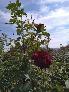 いばらきフラワーパークに投稿された画像（2022/10/23）