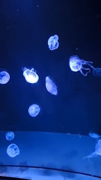 サンシャイン水族館に投稿された画像（2022/10/23）