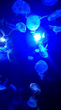 サンシャイン水族館に投稿された画像（2022/10/23）