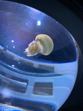 サンシャイン水族館に投稿された画像（2022/10/23）