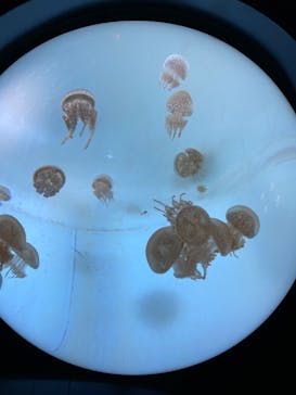 サンシャイン水族館に投稿された画像（2022/10/23）