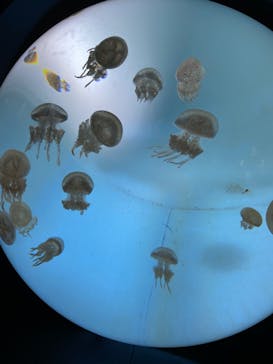 サンシャイン水族館に投稿された画像（2022/10/23）