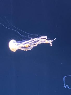 サンシャイン水族館に投稿された画像（2022/10/23）