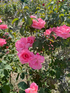 ひらかたパークに投稿された画像（2022/10/23）