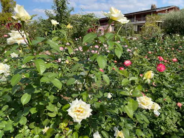 ひらかたパークに投稿された画像（2022/10/23）