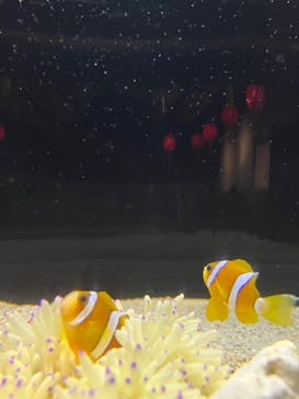 横浜開運水族館 フォーチュンアクアリウムに投稿された画像（2022/10/23）