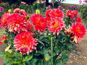 いばらきフラワーパークに投稿された画像（2022/10/23）