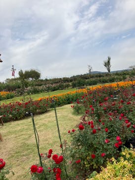 いばらきフラワーパークに投稿された画像（2022/10/23）