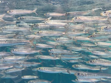 環境水族館アクアマリンふくしまに投稿された画像（2022/10/23）