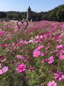 淡路ファームパーク イングランドの丘に投稿された画像（2022/10/23）