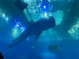 沖縄美ら海水族館に投稿された画像（2022/10/23）