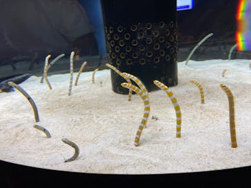 沖縄美ら海水族館に投稿された画像（2022/10/23）