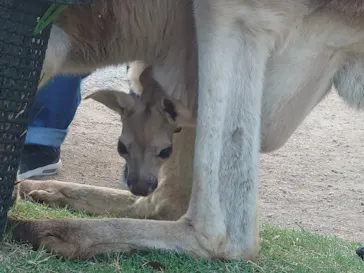 神戸どうぶつ王国に投稿された画像（2022/10/23）