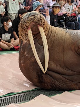 ゼロ距離水族館 伊勢シーパラダイスに投稿された画像（2022/10/23）