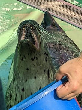 ゼロ距離水族館 伊勢シーパラダイスに投稿された画像（2022/10/23）