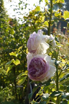 京成バラ園に投稿された画像（2022/10/23）