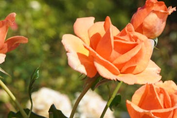 京成バラ園に投稿された画像（2022/10/23）