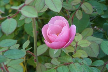 京成バラ園に投稿された画像（2022/10/23）