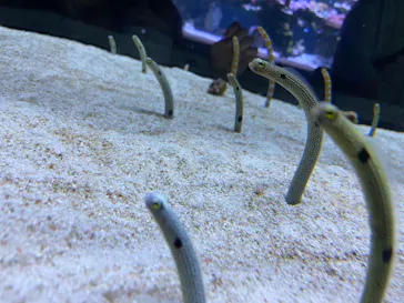 すみだ水族館に投稿された画像（2022/10/23）