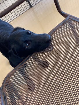 世界の名犬牧場に投稿された画像（2022/10/23）