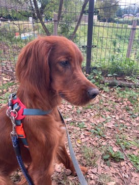 世界の名犬牧場に投稿された画像（2022/10/23）